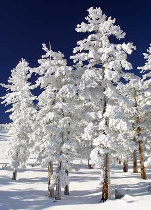 snow-clad-trees-thumb1